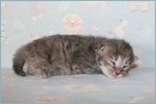 
Female Siberian Kitten from Deedlebug Siberians